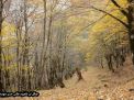گزارش تصویری از فصل پاییز در جنگل ابر شاهرود